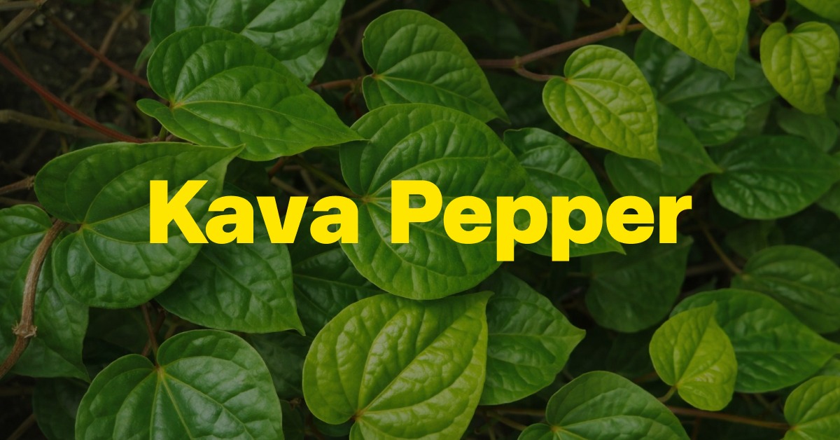 🌿 Kava Pepper พืชที่ชื่อดูเผ็ดร้อน แต่กลับมีคุณสมบัติปลอบประโลมเพื่อผิวบอบบาง